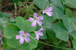 Purple woodsorrel